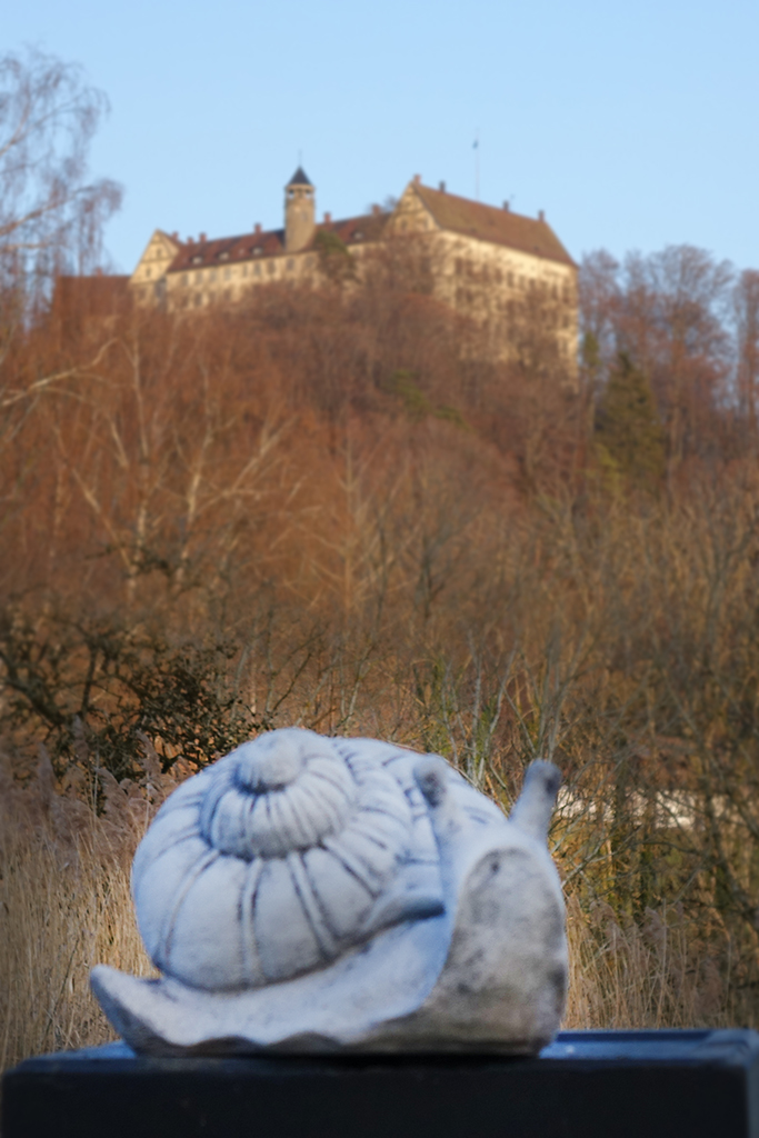 Stein-Schnecke