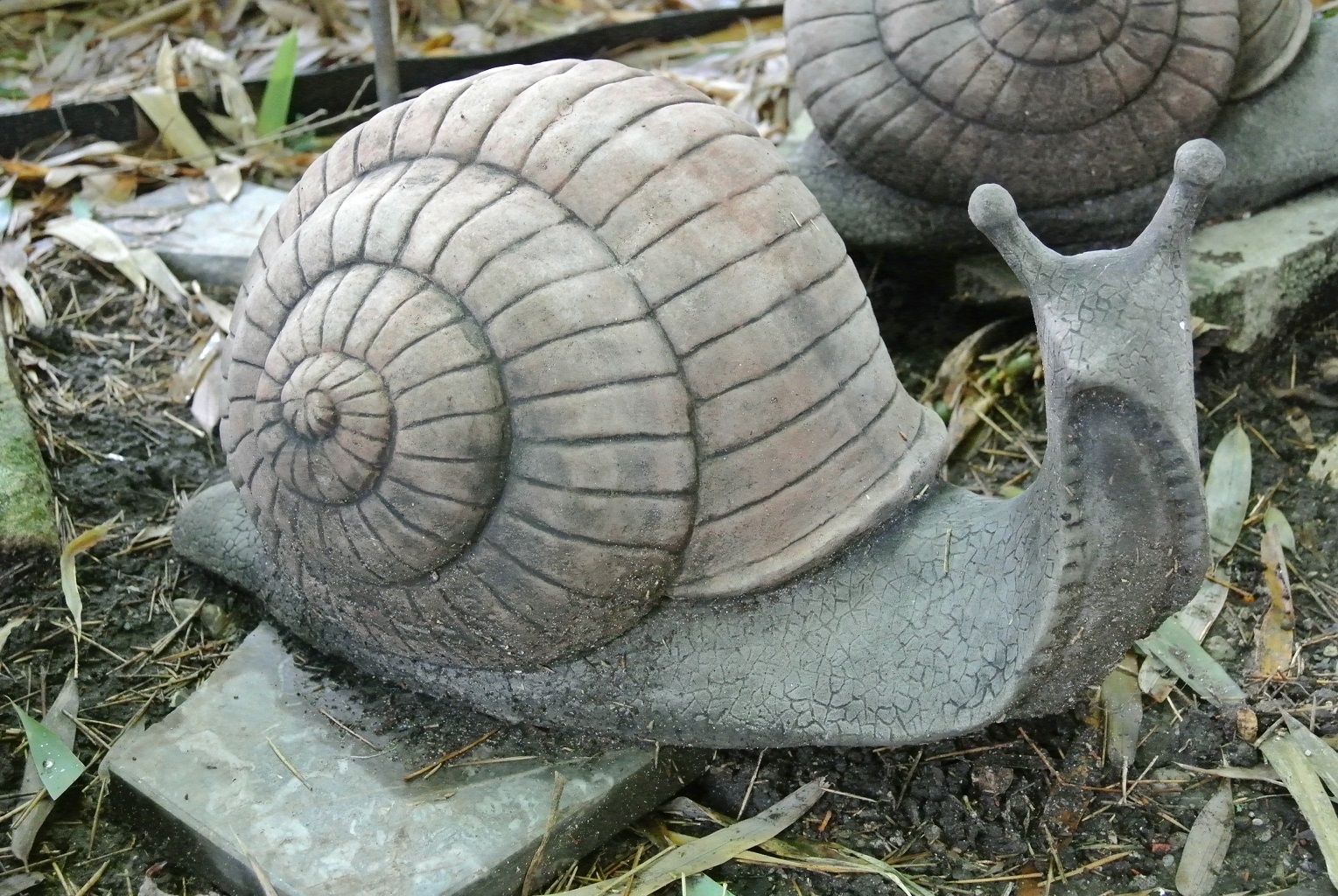 Weinbergschnecke