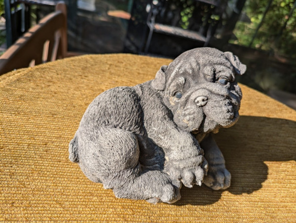 Bulldogge Puppy